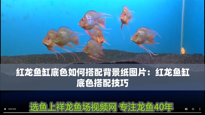 紅龍魚缸底色如何搭配背景紙圖片：紅龍魚缸底色搭配技巧