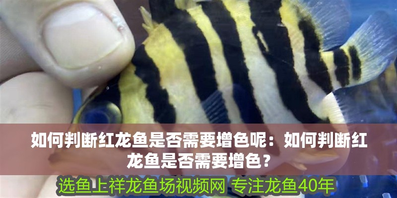 如何判斷紅龍魚是否需要增色呢：如何判斷紅龍魚是否需要增色？