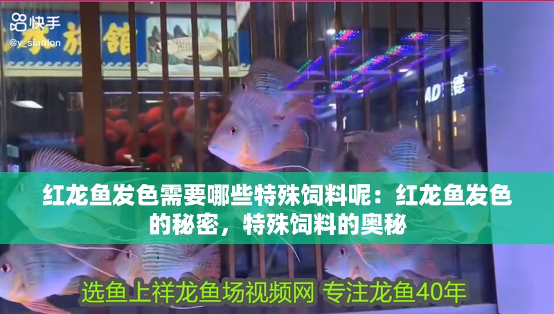 紅龍魚發(fā)色需要哪些特殊飼料呢：紅龍魚發(fā)色的秘密，特殊飼料的奧秘