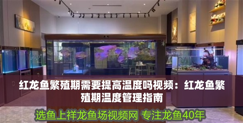 紅龍魚繁殖期需要提高溫度嗎視頻：紅龍魚繁殖期溫度管理指南