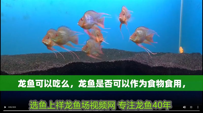 龍魚可以吃么，龍魚是否可以作為食物食用，