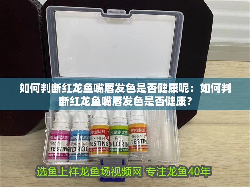 如何判斷紅龍魚嘴唇發(fā)色是否健康呢：如何判斷紅龍魚嘴唇發(fā)色是否健康？