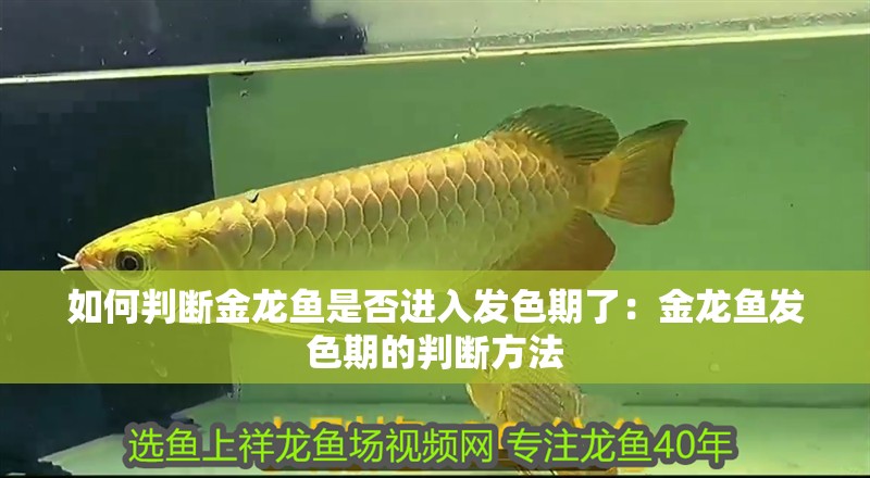 如何判斷金龍魚是否進(jìn)入發(fā)色期了：金龍魚發(fā)色期的判斷方法