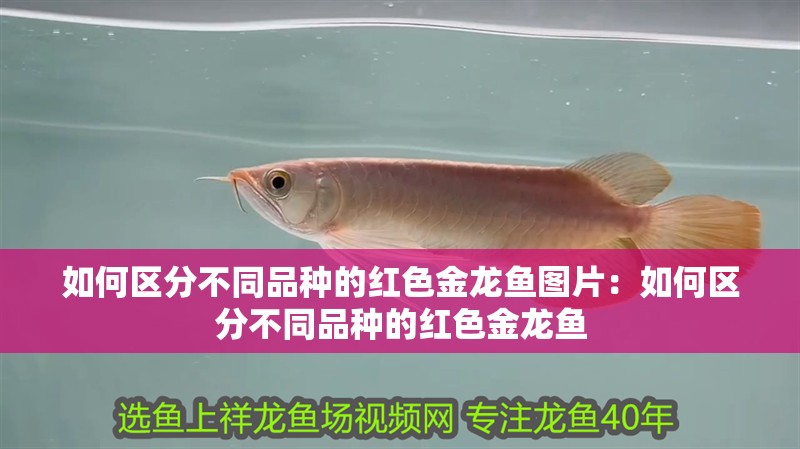 如何區(qū)分不同品種的紅色金龍魚圖片：如何區(qū)分不同品種的紅色金龍魚