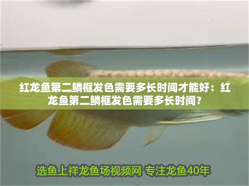 紅龍魚第二鱗框發色需要多長時間才能好：紅龍魚第二鱗框發色需要多長時間？