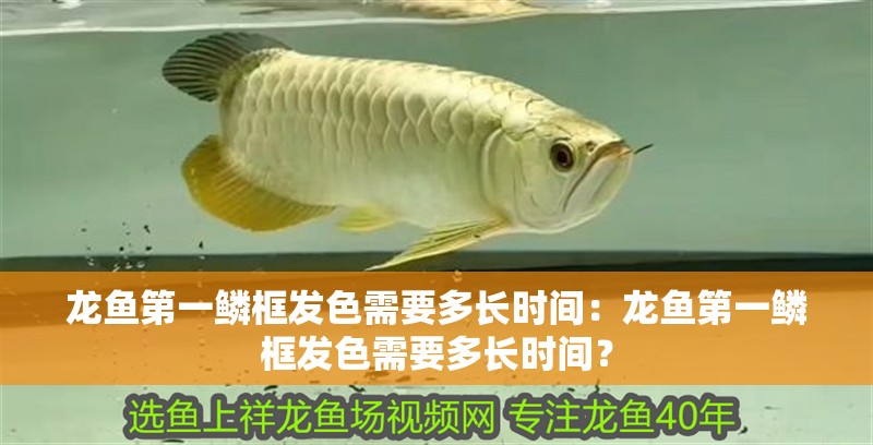 龍魚第一鱗框發色需要多長時間：龍魚第一鱗框發色需要多長時間？