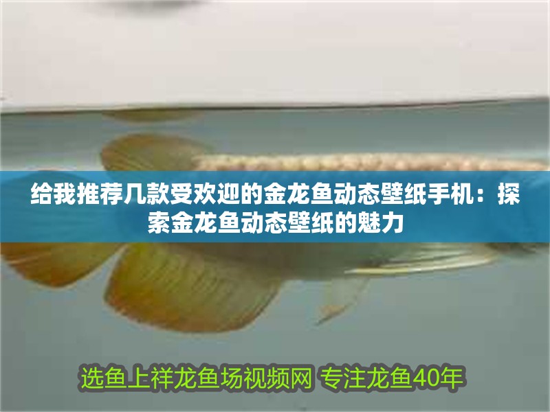 給我推薦幾款受歡迎的金龍魚動(dòng)態(tài)壁紙手機(jī)：探索金龍魚動(dòng)態(tài)壁紙的魅力