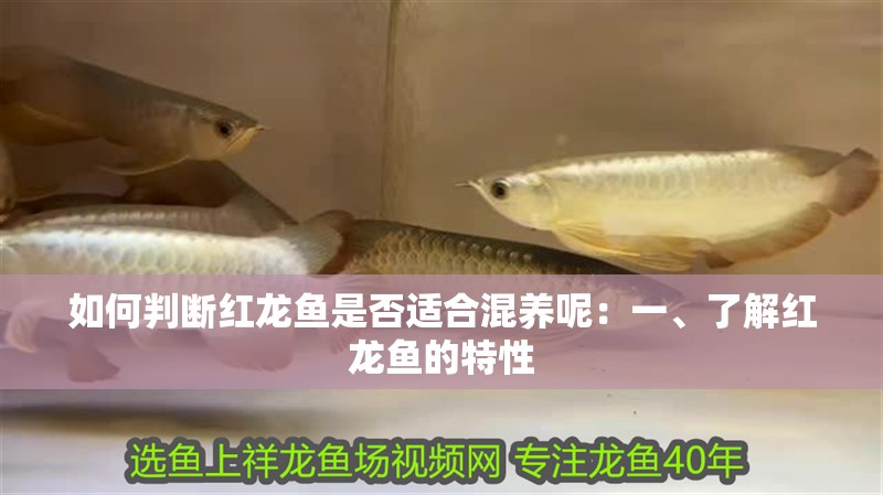 如何判斷紅龍魚是否適合混養呢：一、了解紅龍魚的特性