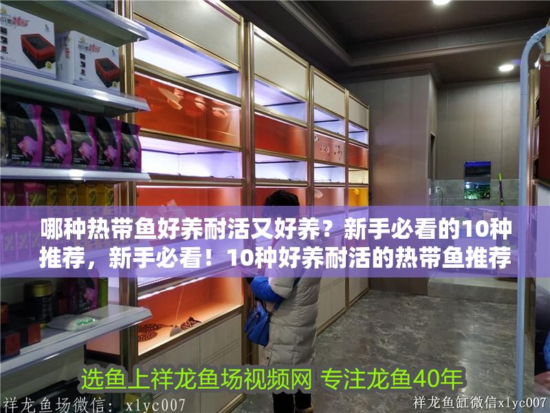 哪種熱帶魚好養(yǎng)耐活又好養(yǎng)？新手必看的10種推薦，新手必看！10種好養(yǎng)耐活的熱帶魚推薦