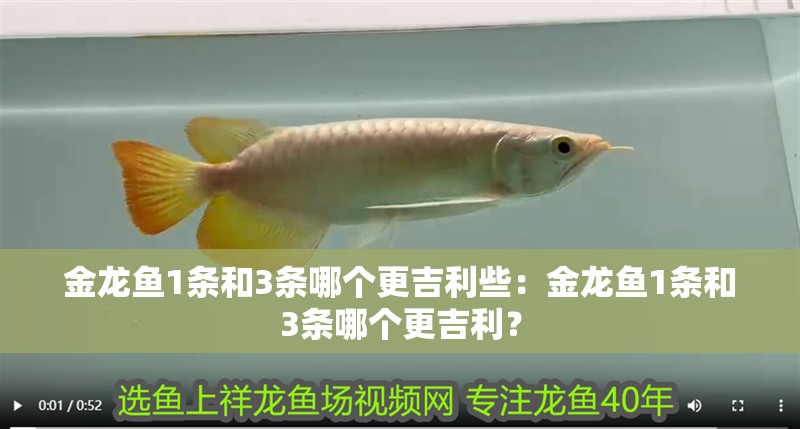 金龍魚1條和3條哪個(gè)更吉利些：金龍魚1條和3條哪個(gè)更吉利？