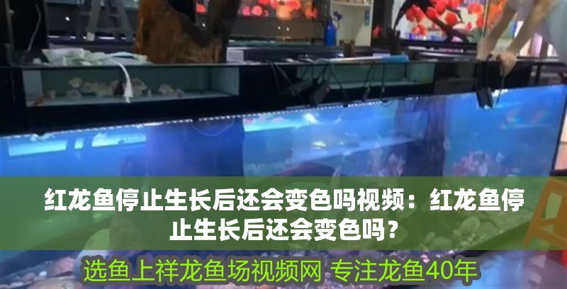 紅龍魚停止生長后還會變色嗎視頻：紅龍魚停止生長后還會變色嗎？