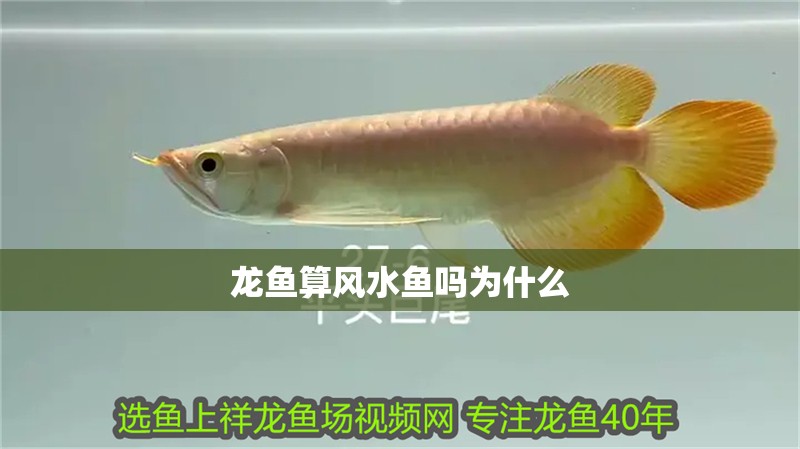 龍魚算風水魚嗎為什么