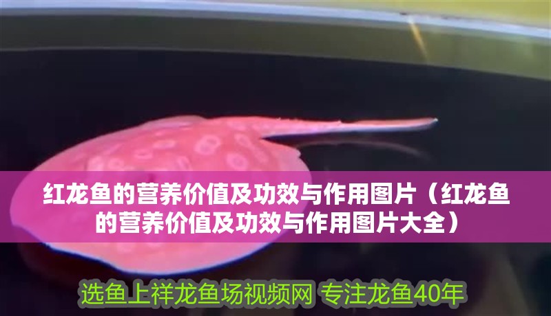 紅龍魚的營養價值及功效與作用圖片（紅龍魚的營養價值及功效與作用圖片大全）