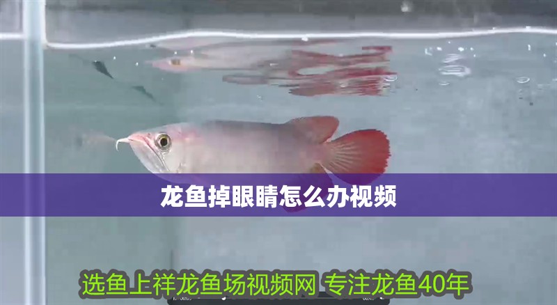 龍魚掉眼睛怎么辦視頻