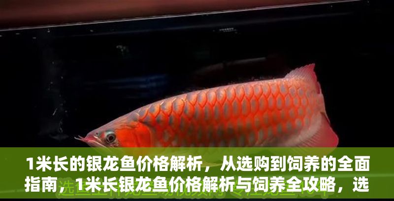 1米長的銀龍魚價格解析，從選購到飼養的全面指南，1米長銀龍魚價格解析與飼養全攻略，選購、成本及養護指南