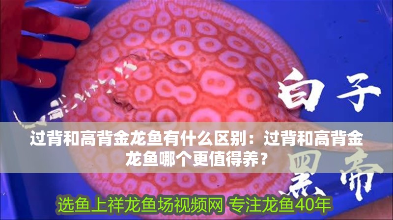 過背和高背金龍魚有什么區別：過背和高背金龍魚哪個更值得養？