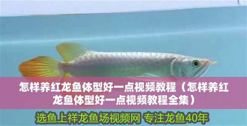 怎樣養(yǎng)紅龍魚體型好一點視頻教程（怎樣養(yǎng)紅龍魚體型好一點視頻教程全集）