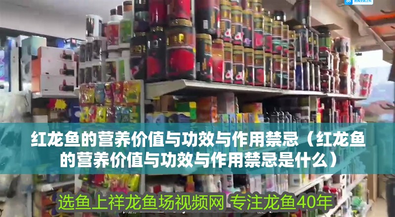 紅龍魚的營養價值與功效與作用禁忌（紅龍魚的營養價值與功效與作用禁忌是什么）
