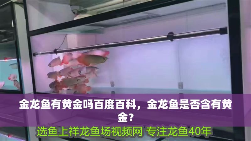 金龍魚有黃金嗎百度百科，金龍魚是否含有黃金？