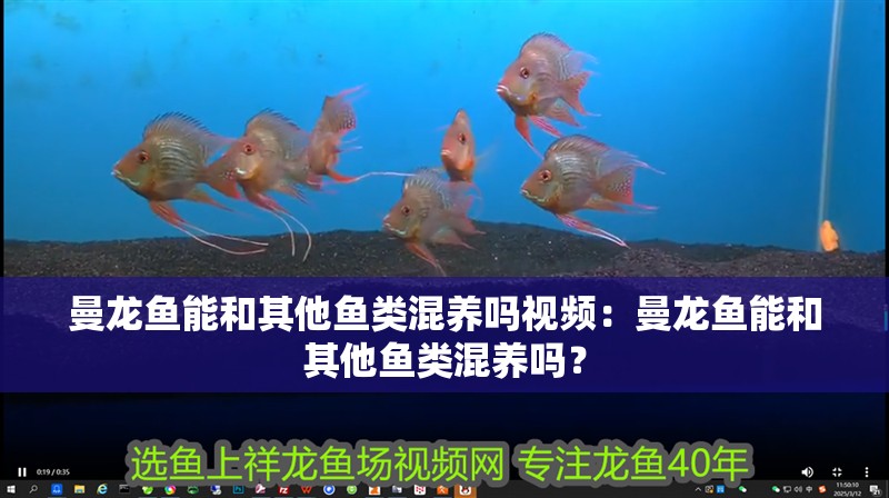 曼龍魚能和其他魚類混養嗎視頻：曼龍魚能和其他魚類混養嗎？