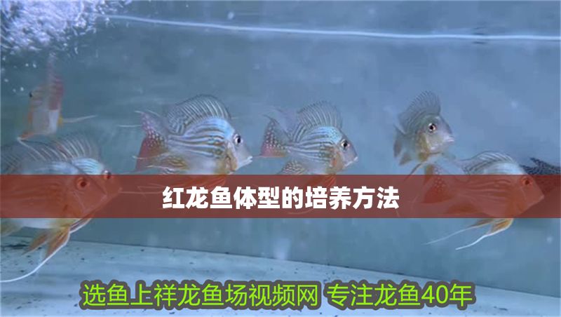 紅龍魚體型的培養方法