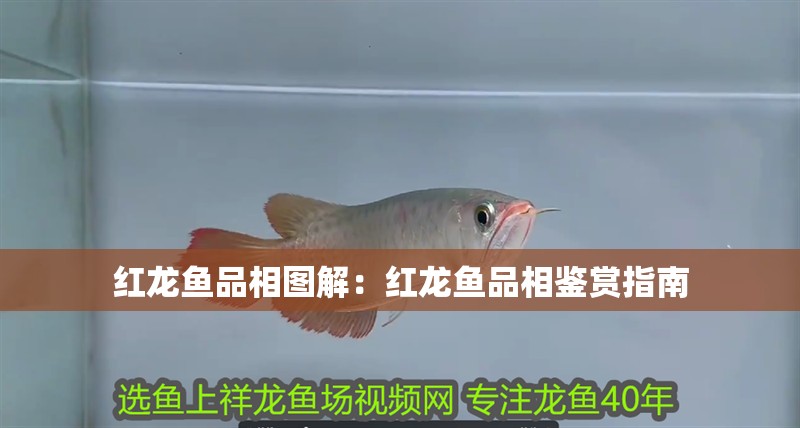 紅龍魚品相圖解：紅龍魚品相鑒賞指南
