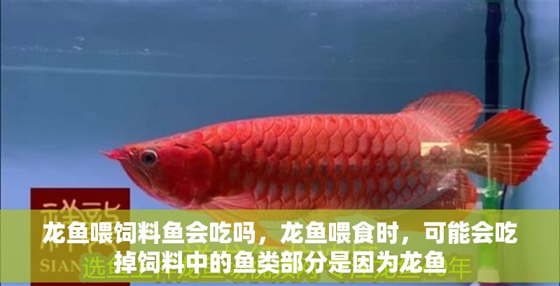 龍魚喂飼料魚會吃嗎，龍魚喂食時，可能會吃掉飼料中的魚類部分是因為龍魚