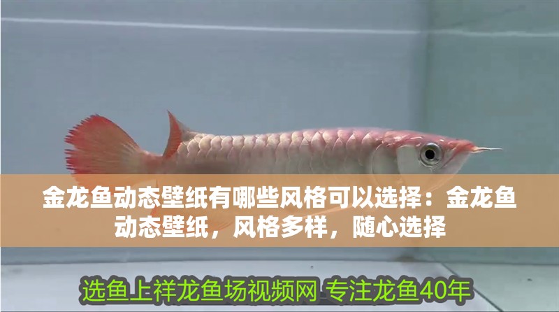 金龍魚(yú)動(dòng)態(tài)壁紙有哪些風(fēng)格可以選擇：金龍魚(yú)動(dòng)態(tài)壁紙，風(fēng)格多樣，隨心選擇