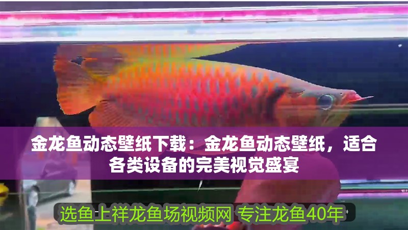 金龍魚(yú)動(dòng)態(tài)壁紙下載：金龍魚(yú)動(dòng)態(tài)壁紙，適合各類設(shè)備的完美視覺(jué)盛宴
