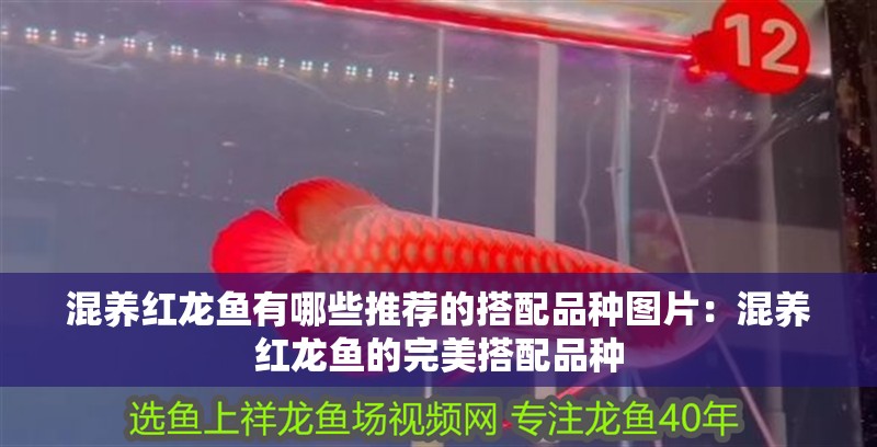混養(yǎng)紅龍魚有哪些推薦的搭配品種圖片：混養(yǎng)紅龍魚的完美搭配品種