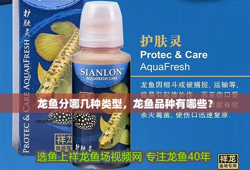 龍魚分哪幾種類型，龍魚品種有哪些？