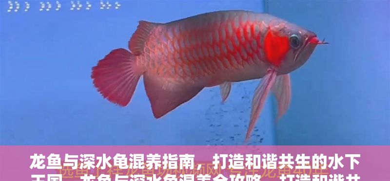 龍魚與深水龜混養指南，打造和諧共生的水下王國，龍魚與深水龜混養全攻略，打造和諧共生的水下王國