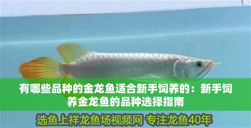 魚缸過濾器選購指南:自制魚缸過濾器魚缸上置過濾器對于養(yǎng)魚愛好者的必備知識 有哪些品種的金龍魚適合新手飼養(yǎng)的:新手飼養(yǎng)金龍魚的品種選擇指南 水族問答 有哪些品種的金龍魚適合新手飼養(yǎng)的:新手飼養(yǎng)金龍魚的品種選擇指南 有哪些品種的金龍魚適合新手飼養(yǎng)的:新手飼養(yǎng)金龍魚的品種選擇指南 水族問答
