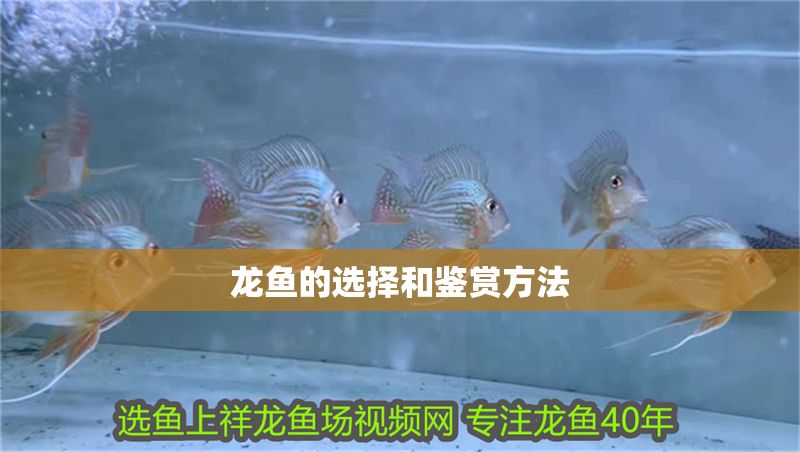 龍魚的選擇和鑒賞方法