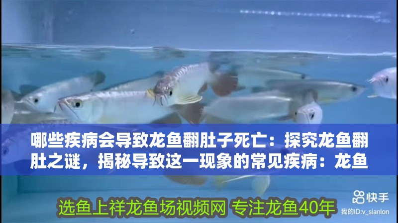 哪些疾病會導致龍魚翻肚子死亡：探究龍魚翻肚之謎，揭秘導致這一現象的常見疾病：龍魚翻肚子怎么辦？