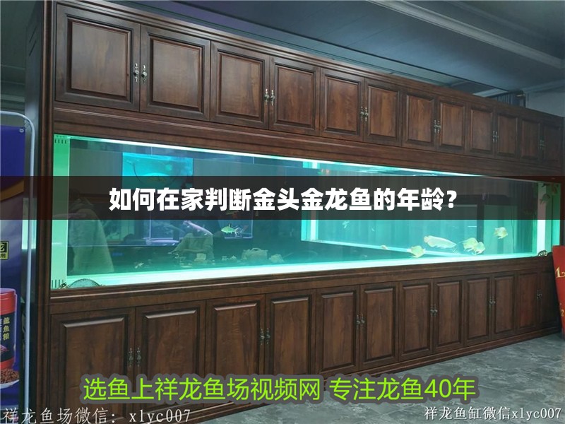 如何在家判斷金頭金龍魚的年齡？