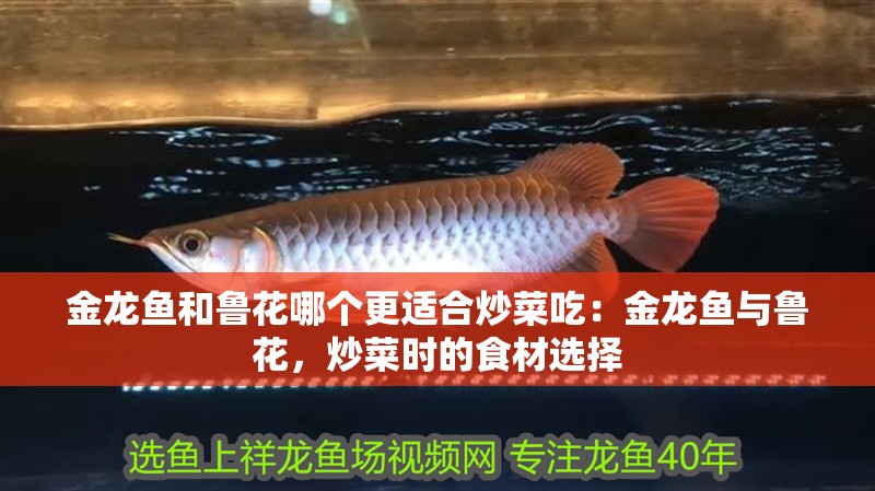 紅龍魚室內多少溫度要開加熱棒：紅龍魚最適宜的飼養溫度在24-29攝氏度之間