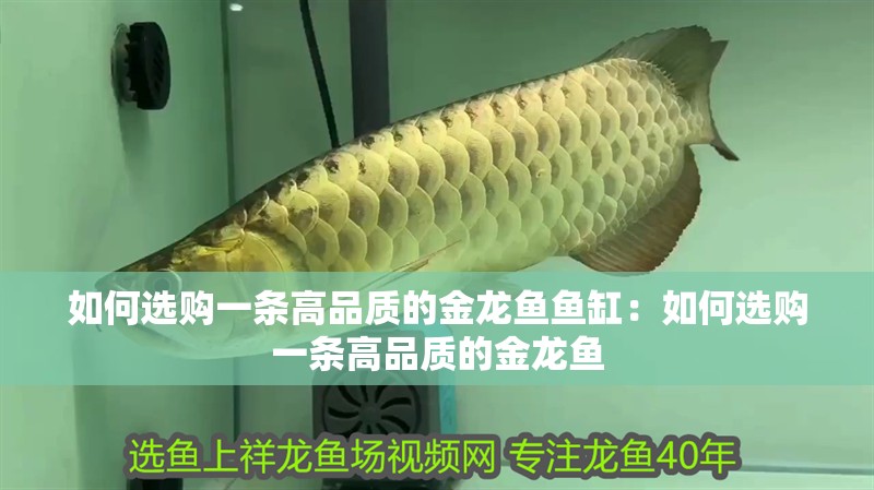 如何選購一條高品質的金龍魚魚缸：如何選購一條高品質的金龍魚