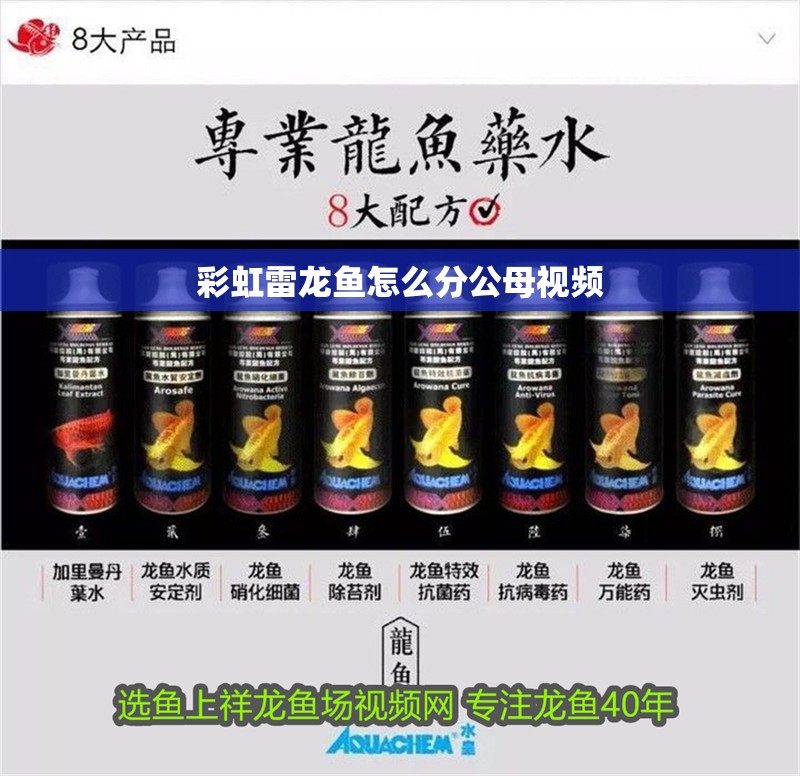 彩虹雷龍魚怎么分公母視頻