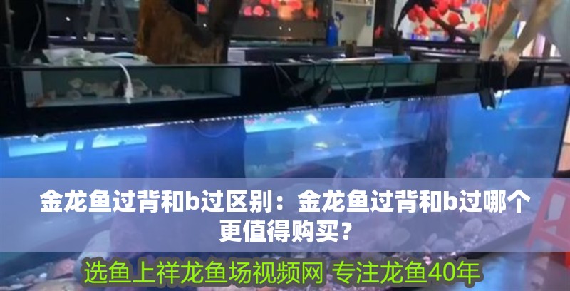 金龍魚過背和b過區(qū)別：金龍魚過背和b過哪個更值得購買？