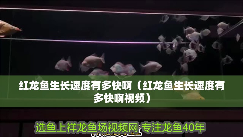 紅龍魚生長速度有多快啊（紅龍魚生長速度有多快啊視頻）