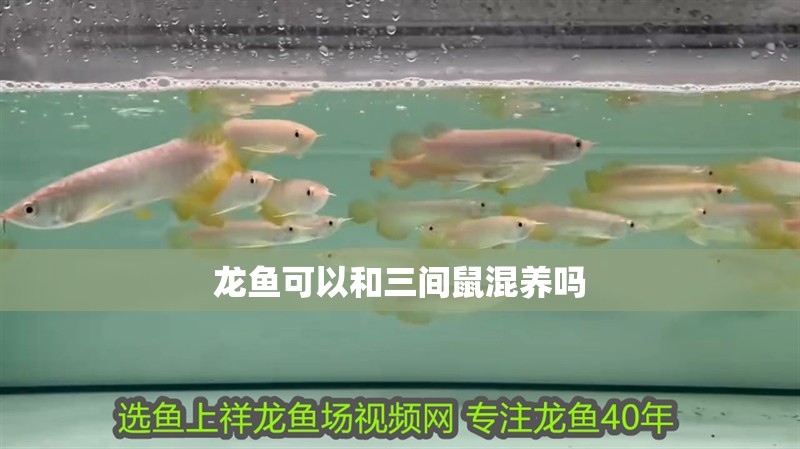 龍魚批發市場營業時間是幾點（深圳龍魚批發市場周末營業嗎）