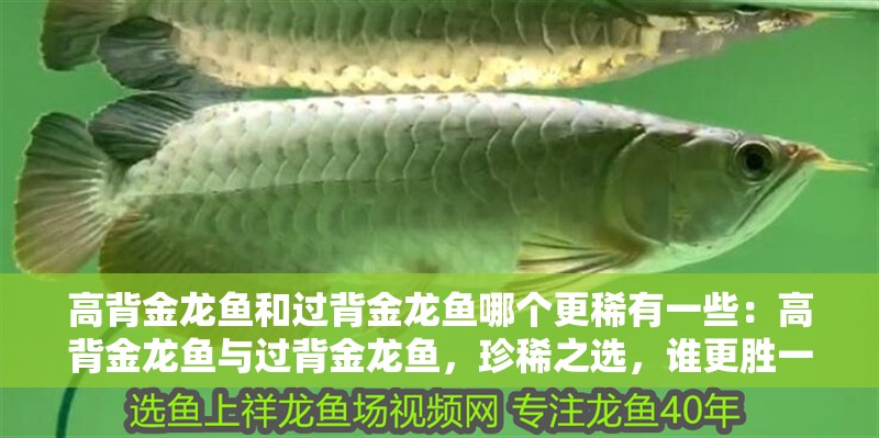 高背金龍魚和過背金龍魚哪個更稀有一些：高背金龍魚與過背金龍魚，珍稀之選，誰更勝一籌？