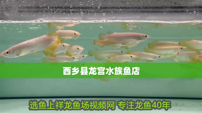 西鄉縣龍宮水族魚店
