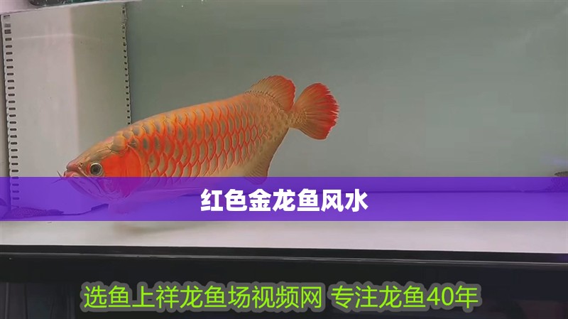龍魚和翹嘴區(qū)別在哪里：龍魚和翹嘴各有特點(diǎn)