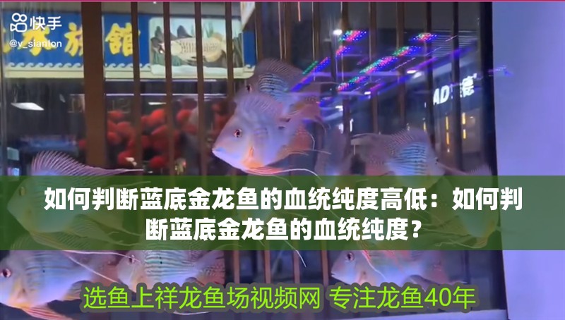 如何判斷藍底金龍魚的血統純度高低：如何判斷藍底金龍魚的血統純度？
