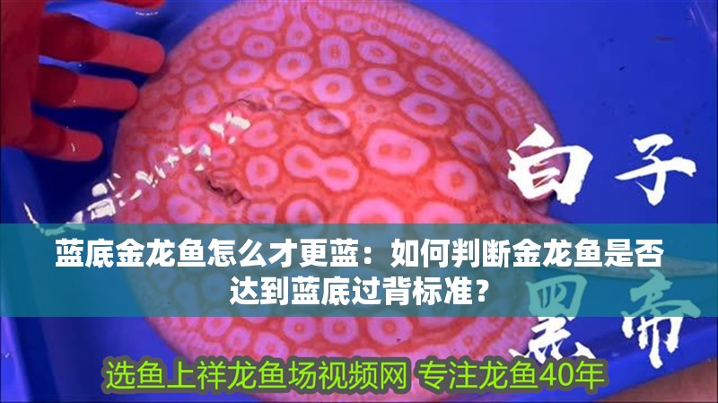 藍(lán)底金龍魚怎么才更藍(lán)：如何判斷金龍魚是否達(dá)到藍(lán)底過背標(biāo)準(zhǔn)？