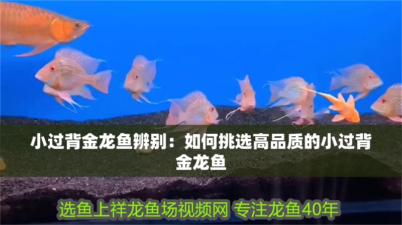 小過背金龍魚辨別：如何挑選高品質的小過背金龍魚