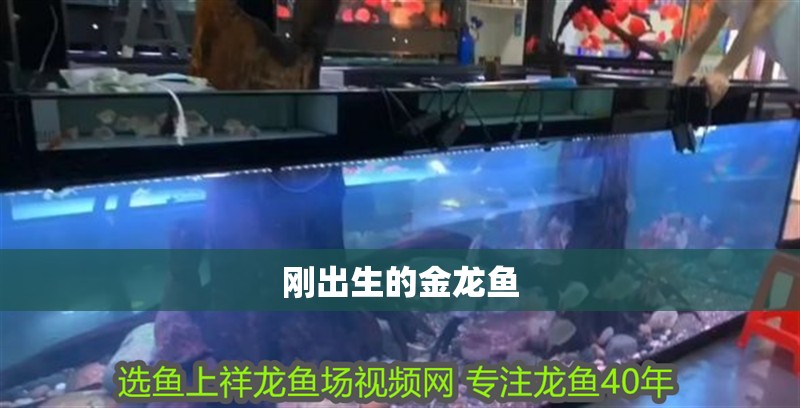 剛出生的金龍魚