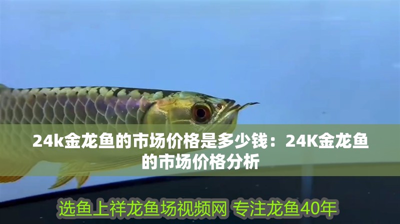 24k金龍魚的市場價格是多少錢：24K金龍魚的市場價格分析